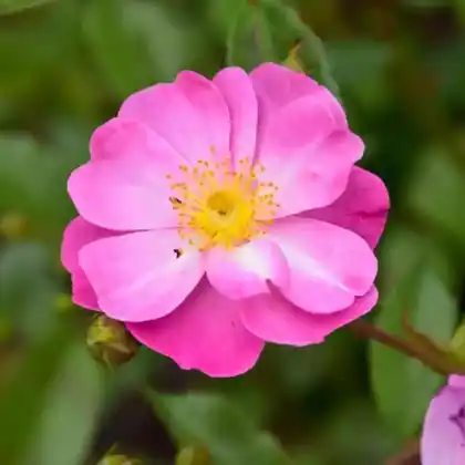 Foto von Kleinstrauchrose ‘Lavender Dream’  (Rosa 'Lavender Dream')