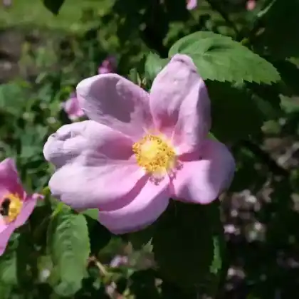 Foto von Zimtrose (Rosa majalis)