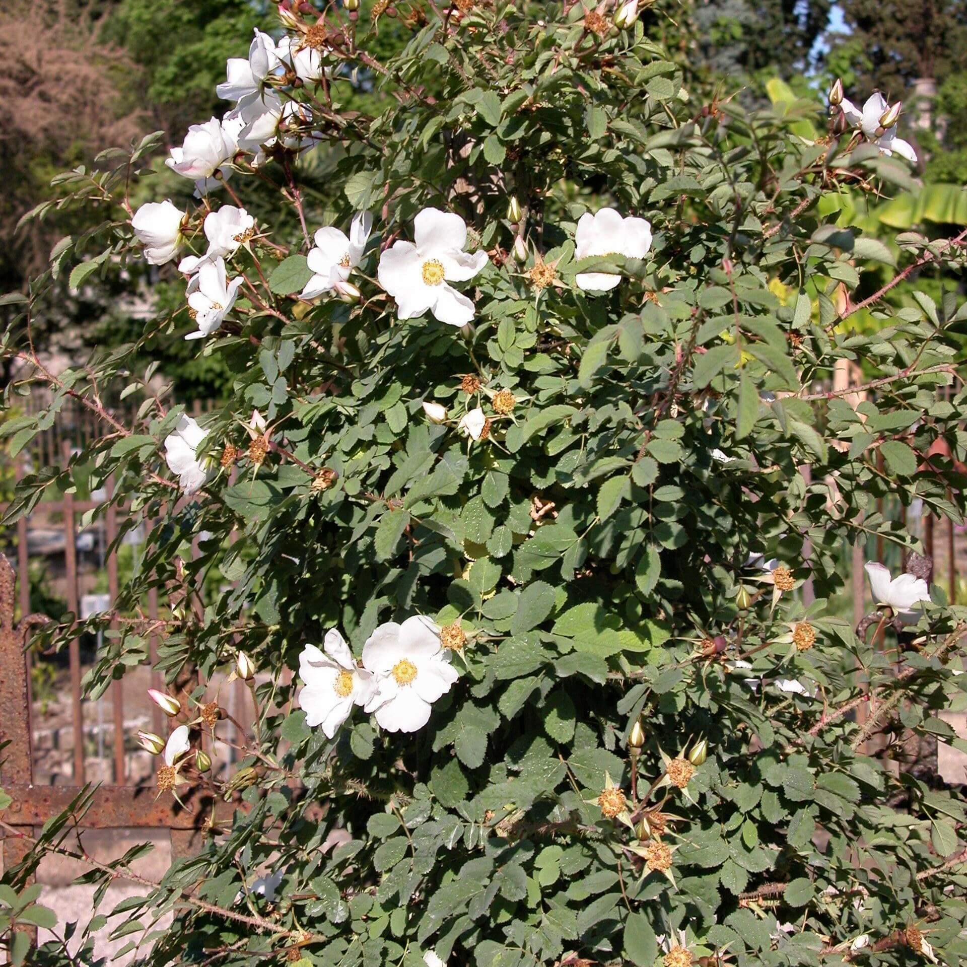 Zimtrose (Rosa majalis)