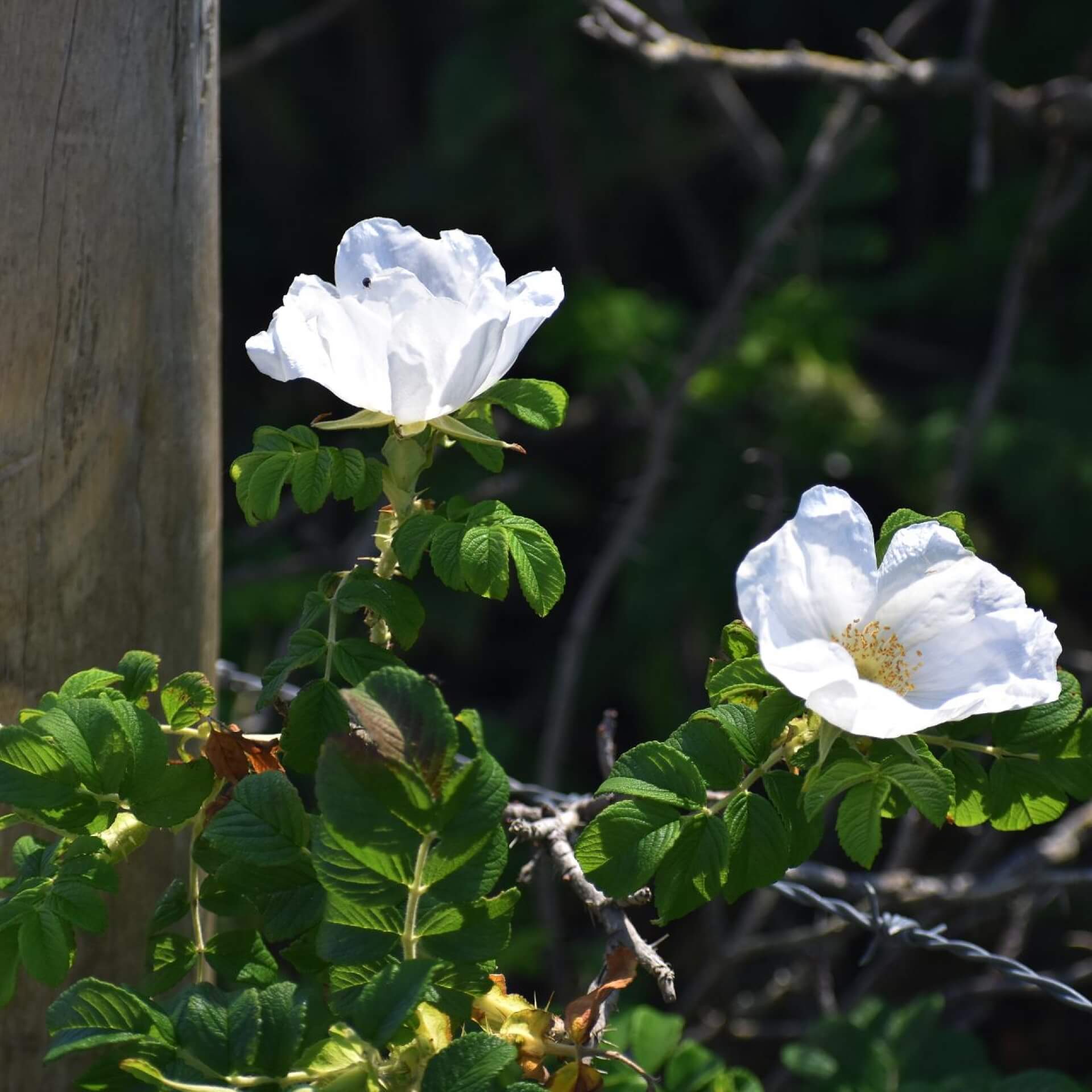 Kleinblütige Rose (Rosa micrantha)