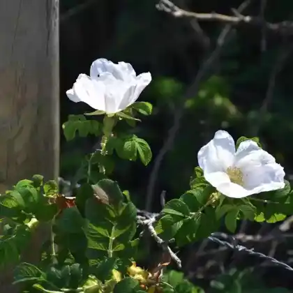 Foto von Kleinblütige Rose (Rosa micrantha)