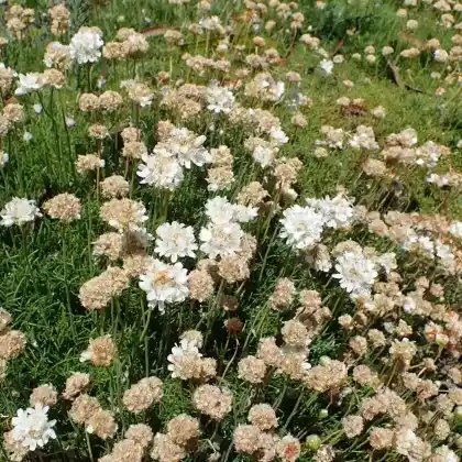 Foto von Strand-Grasnelke 'Alba' (Armeria maritima 'Alba')
