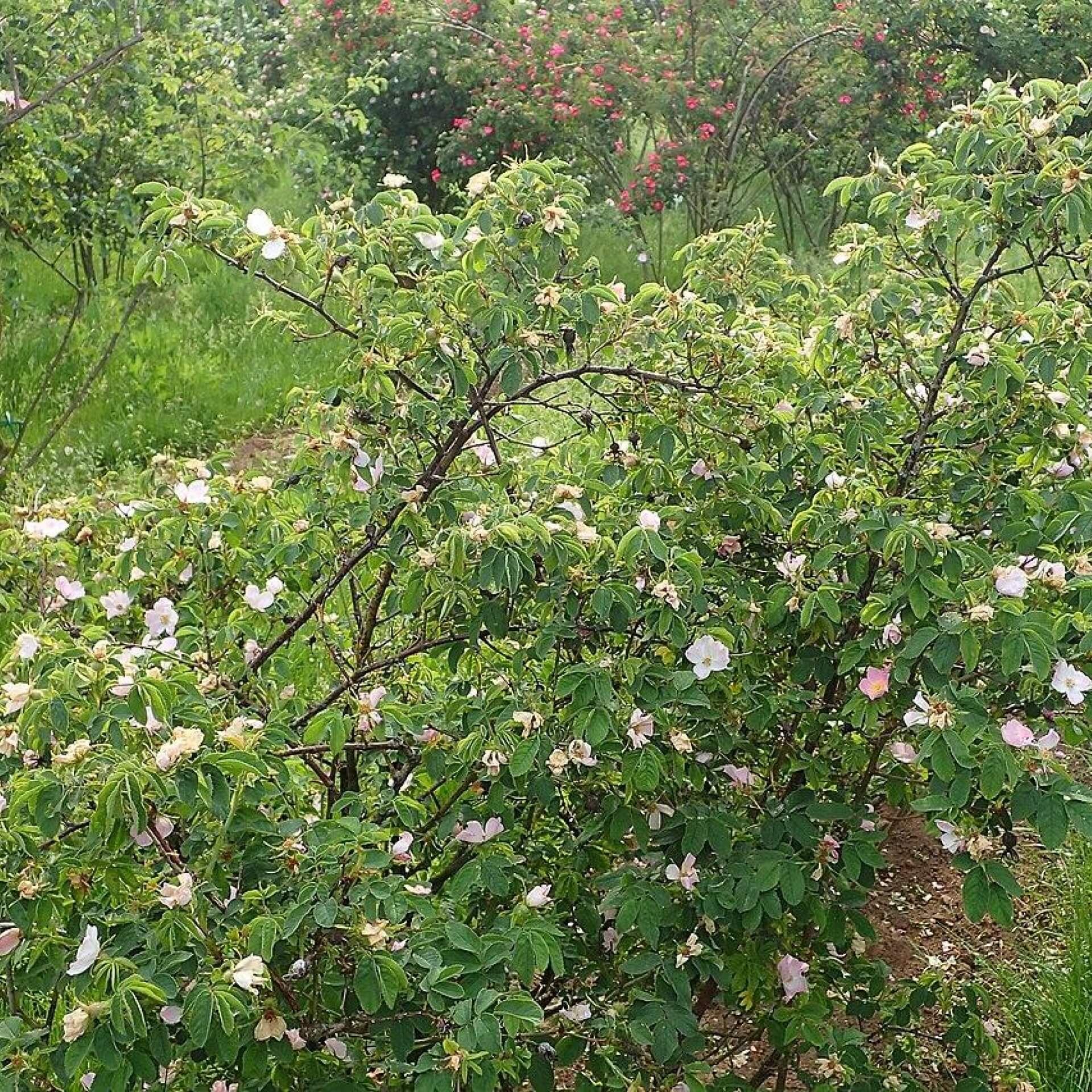 Weichblättrige Rose (Rosa mollis)