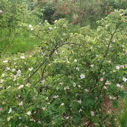Foto von Weichblättrige Rose (Rosa mollis)