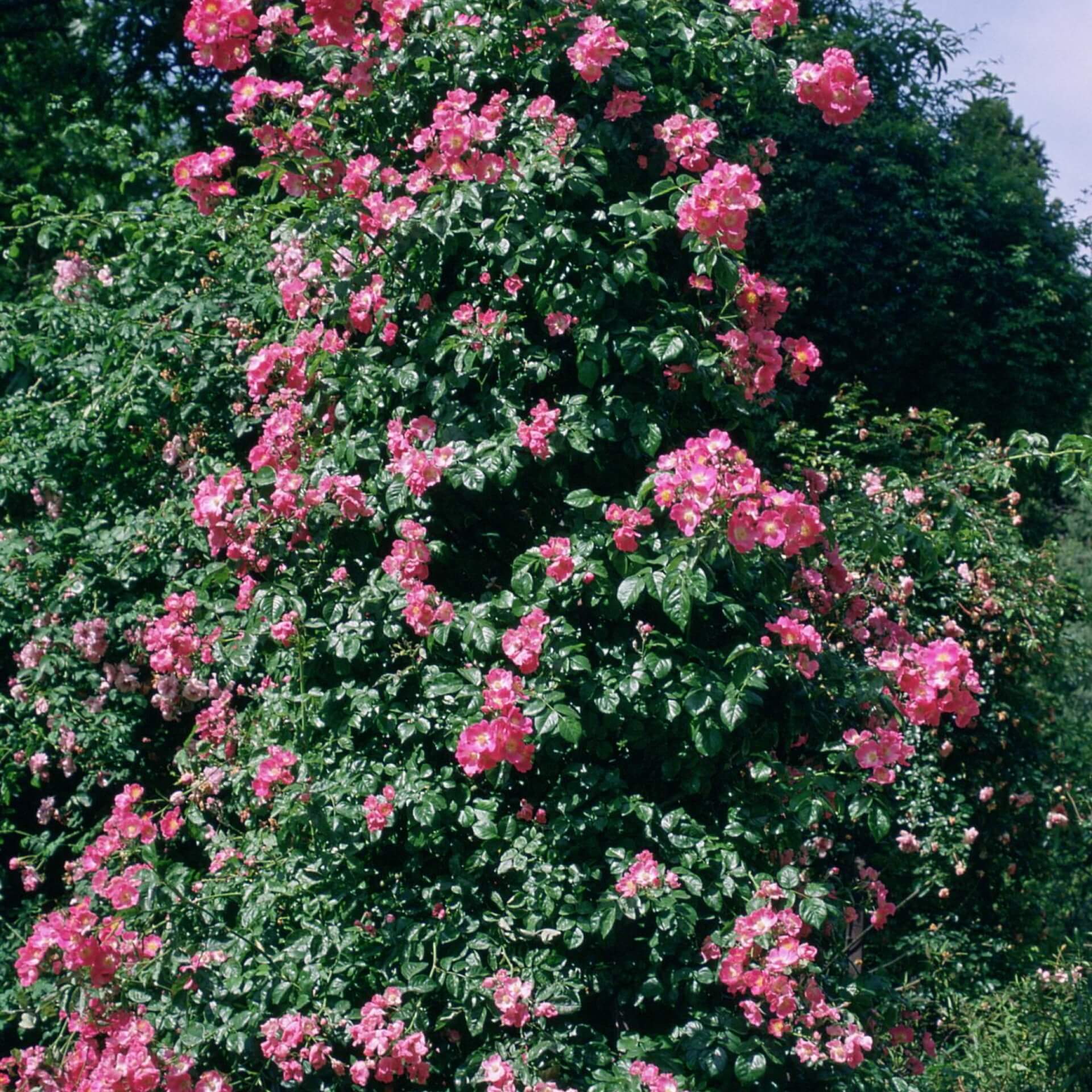 Moschata-Rose 'Wilhelm' (Rosa moschata 'Wilhelm')