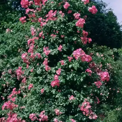Foto von Moschata-Rose 'Wilhelm' (Rosa moschata 'Wilhelm')