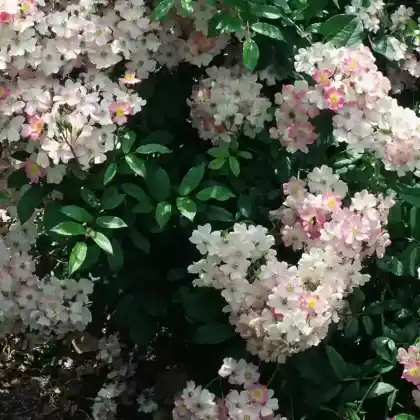 Foto von Moschata-Rose 'Ballerina' (Rosa moschata 'Ballerina')