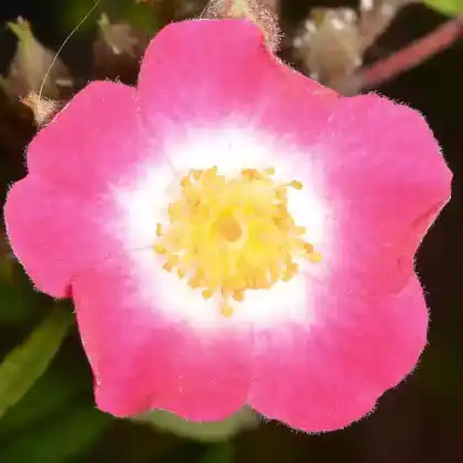 Foto von Moschata-Rose 'Mozart' (Rosa moschata 'Mozart')