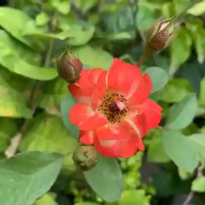 Foto von Rote Büschelrose (Rosa moyesii)