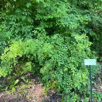 Foto von Vielblütige Rose (Rosa multiflora)