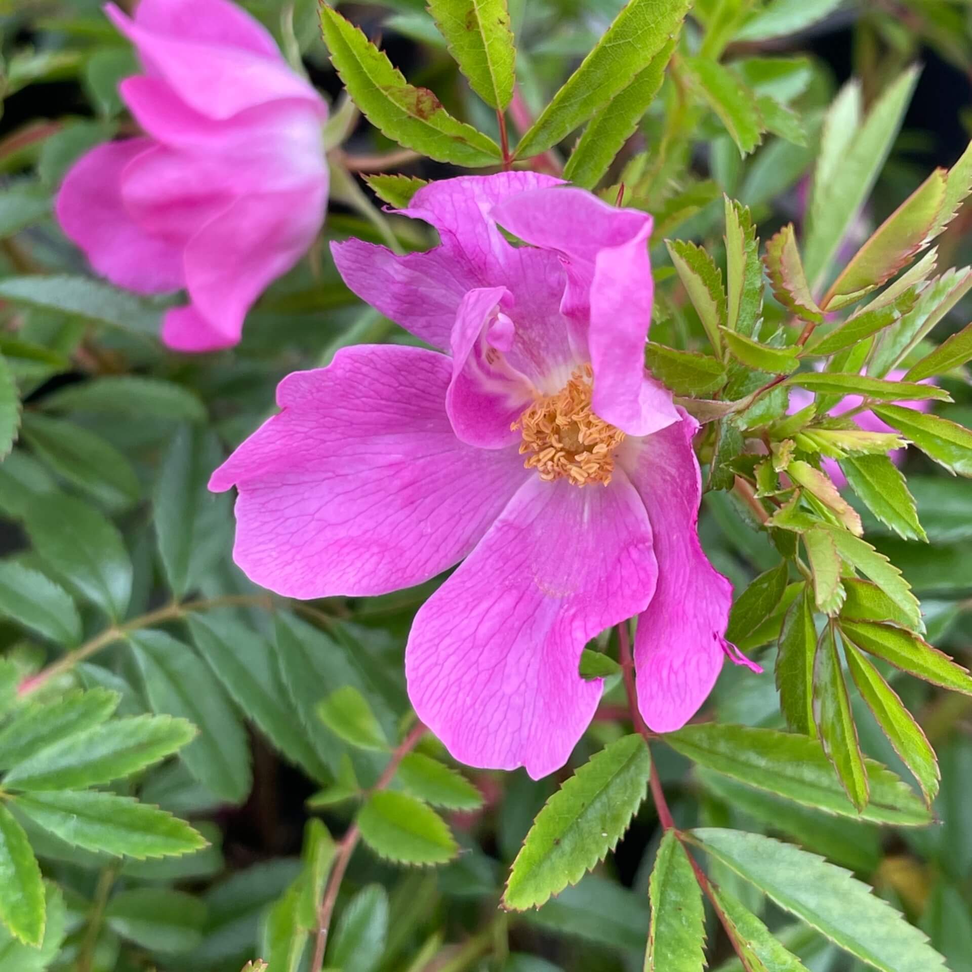 Glanzblättrige Rose (Rosa nitida)