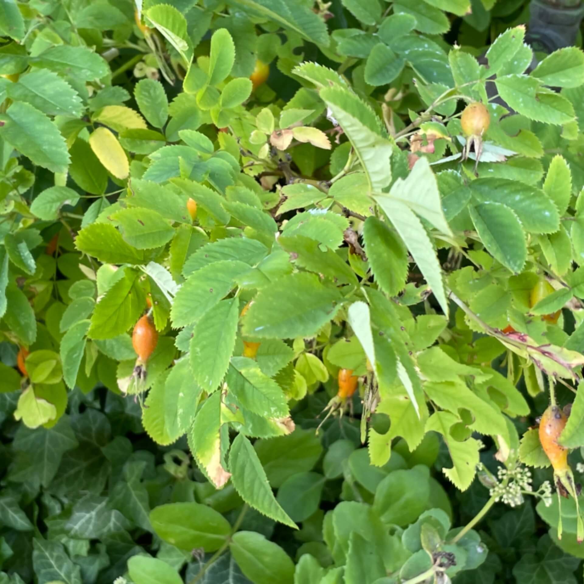 Hängefrucht-Rose (Rosa pendulina)