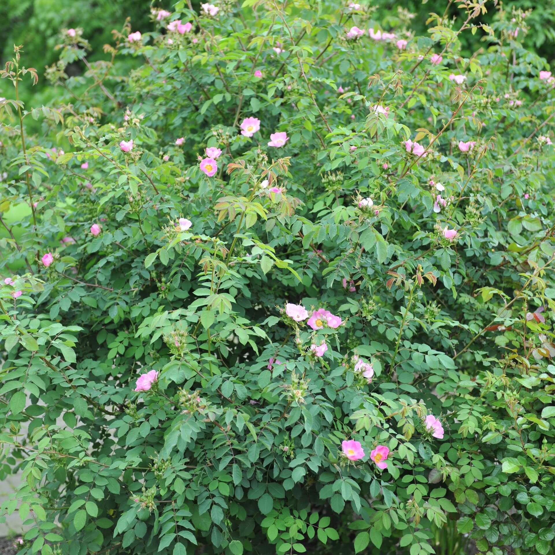 Hängefrucht-Rose 'Bourgogne' (Rosa pendulina 'Bourgogne')