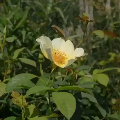 Foto von Bibernellrose 'Golden Wings' (Rosa pimpinellifolia 'Golden Wings')