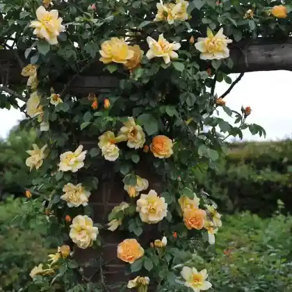 Foto von Bibernellrose 'Maigold' (Rosa pimpinellifolia 'Maigold')