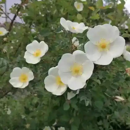 Foto von Kriechende Bibernell-Rose (Rosa pimpinellifolia 'Repens')