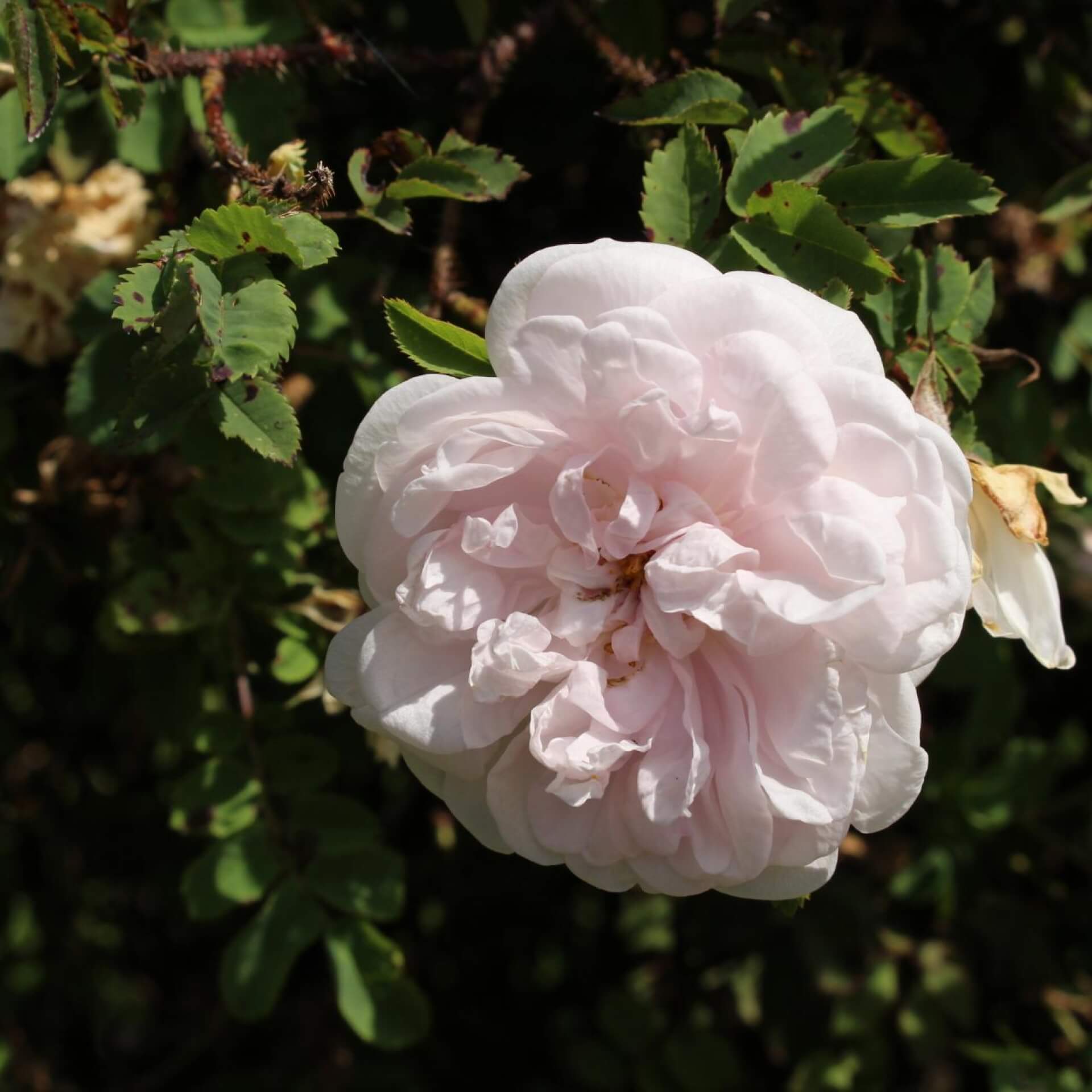 Bibernellrose 'Stanwell Perpetual' (Rosa pimpinellifolia 'Stanwell Perpetual')