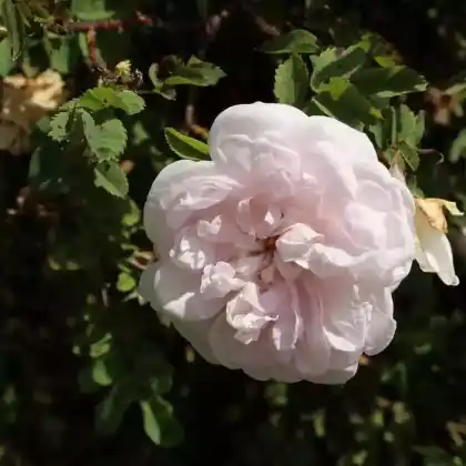 Foto von Bibernellrose 'Stanwell Perpetual' (Rosa pimpinellifolia 'Stanwell Perpetual')