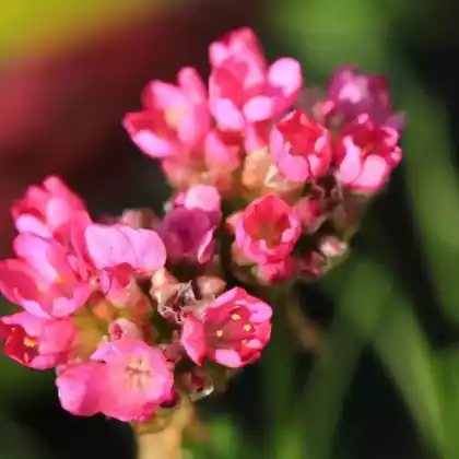 Foto von Strand-Grasnelke 'Splendens' (Armeria maritima 'Splendens')