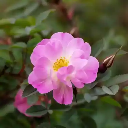 Foto von Rose 'Poppius I' (Rosa 'Poppius I')