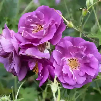 Foto von Strauchrose 'Rhapsody in Blue' (Rosa 'Rhapsody in Blue')