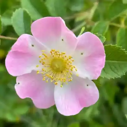 Foto von Wein-Rose (Rosa rubiginosa)