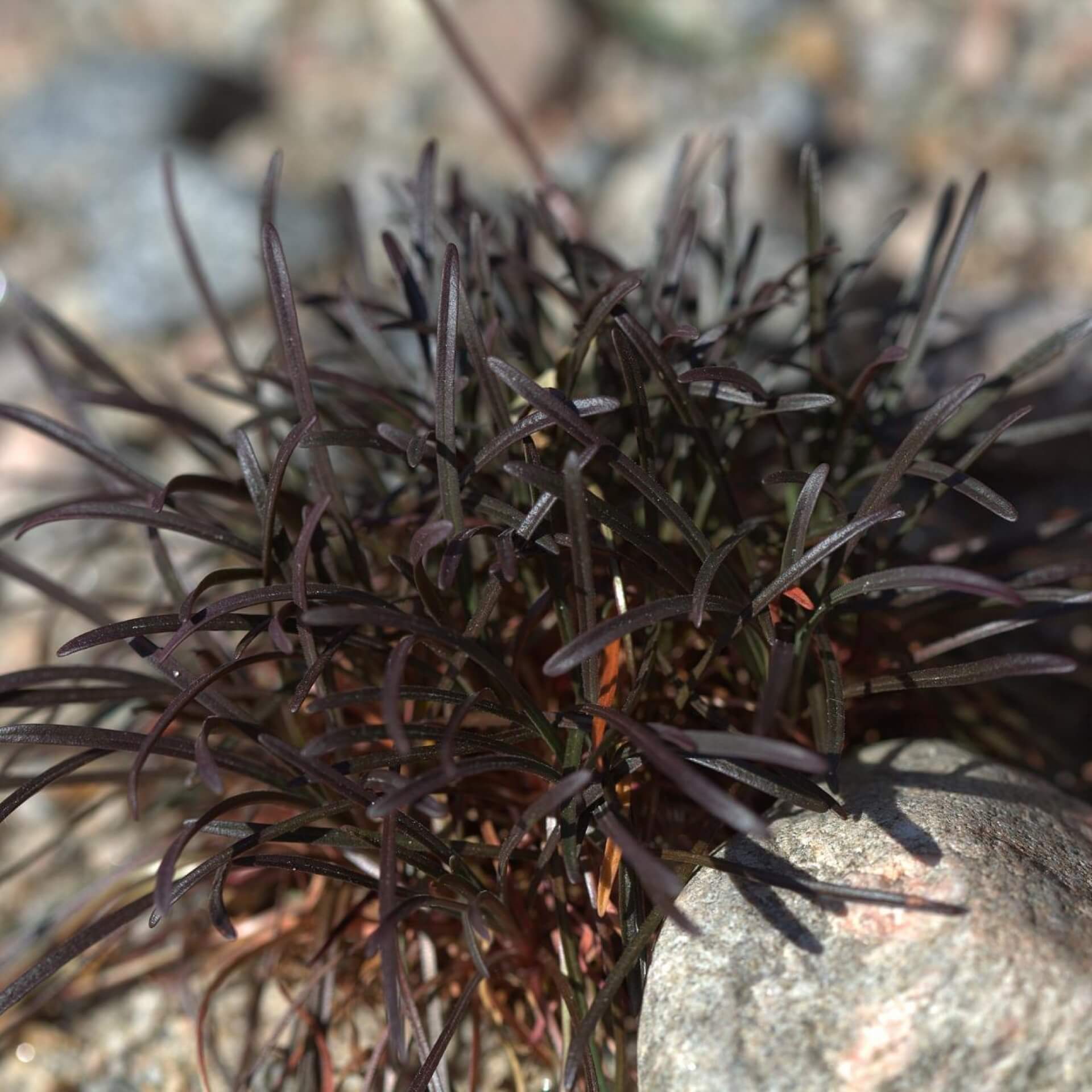 Strand-Grasnelke 'Vesuv' (Armeria maritima 'Vesuv')