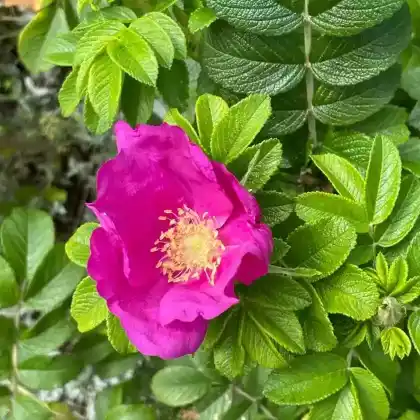 Foto von Kartoffelrose (Rosa rugosa)