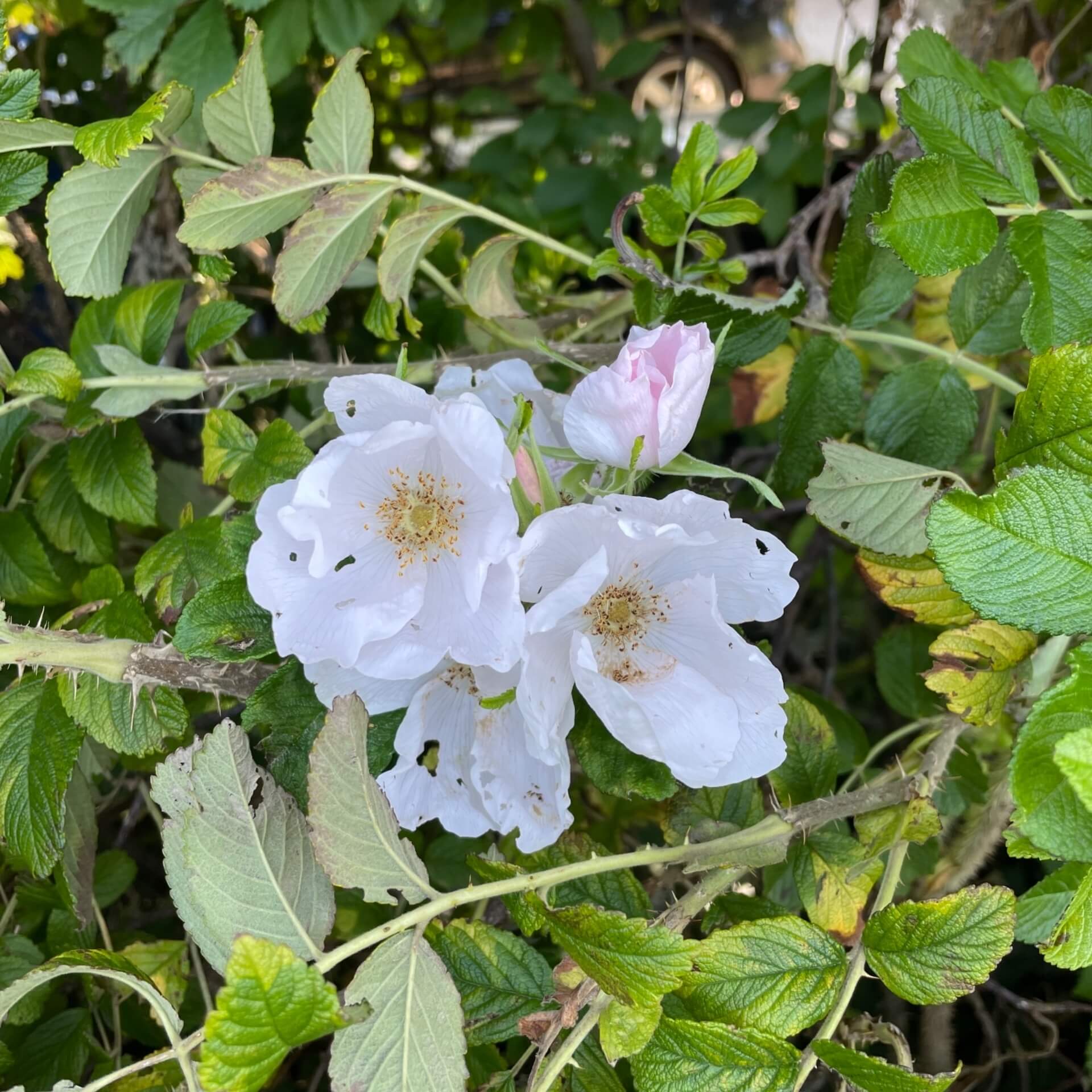 Weiße Kartoffelrose 'Alba' (Rosa rugosa 'Alba')