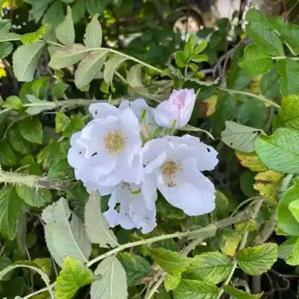 Foto von Weiße Kartoffelrose 'Alba' (Rosa rugosa 'Alba')