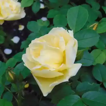 Foto von Bodendecker-Rose 'Gelbe Dagmar Hastrup' (Rosa rugosa 'Gelbe Dagmar Hastrup')