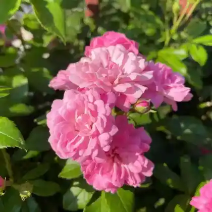 Foto von Rose 'Pink Grootendorst' (Rosa rugosa 'Pink Grootendorst')
