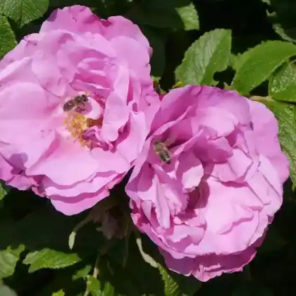 Foto von Bodendecker-Rose 'Foxi' (Rosa rugosa 'Foxi')
