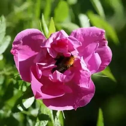Foto von Glanz-Apfelrose (Rosa rugotida)