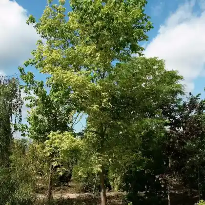 Foto von Gelbbunter Eschenahorn (Acer negundo 'Aureovariegatum')