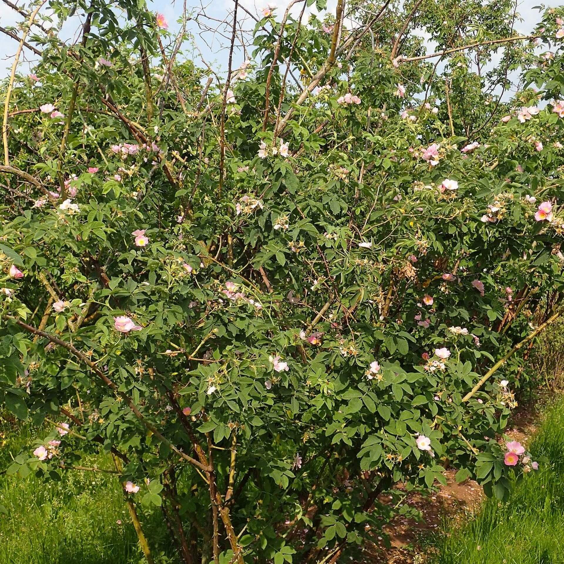 Samtrose (Rosa sherardii)