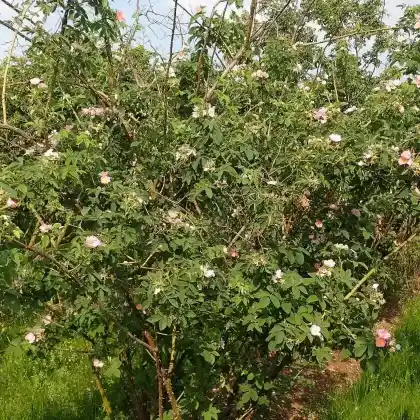 Foto von Samtrose (Rosa sherardii)