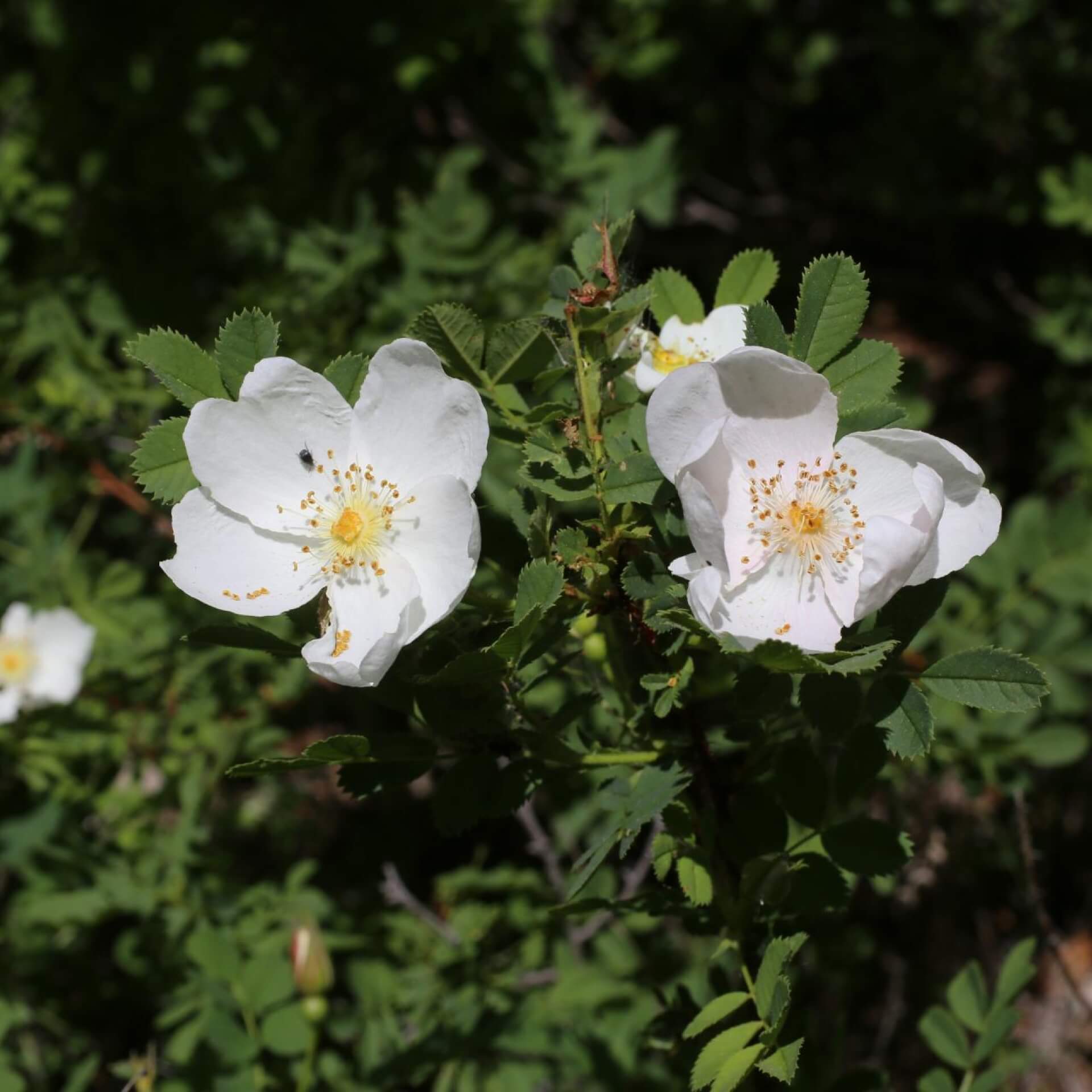 Bibernellrose (Rosa spinosissima)