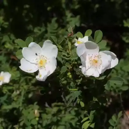 Foto von Bibernellrose (Rosa spinosissima)