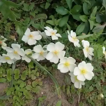 Foto von Dunwich-Rose (Rosa spinosissima 'Dunwich')