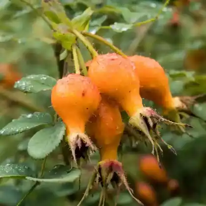 Foto von Pracht-Hagebuttenrose (Rosa sweginzowii 'Macrocarpa')