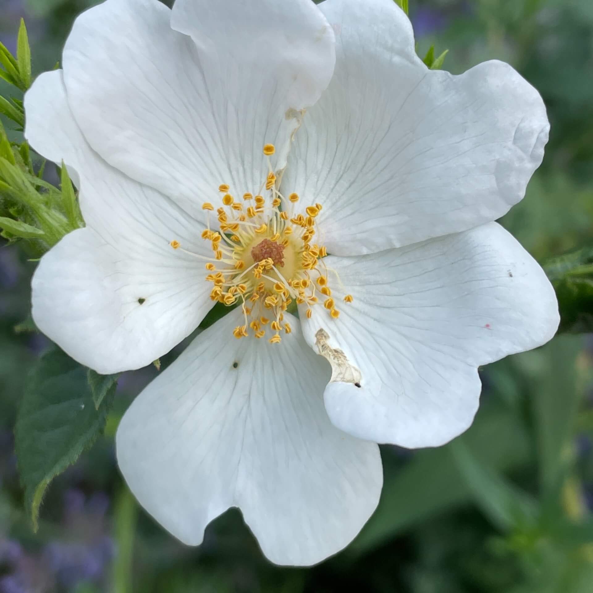 Flaumrose (Rosa tomentella)