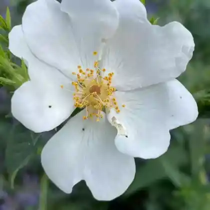 Foto von Flaumrose (Rosa tomentella)