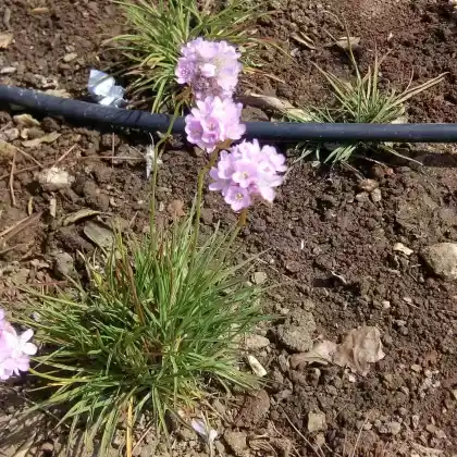 Foto von Portugiesische Grasnelke (Armeria welwitschii)