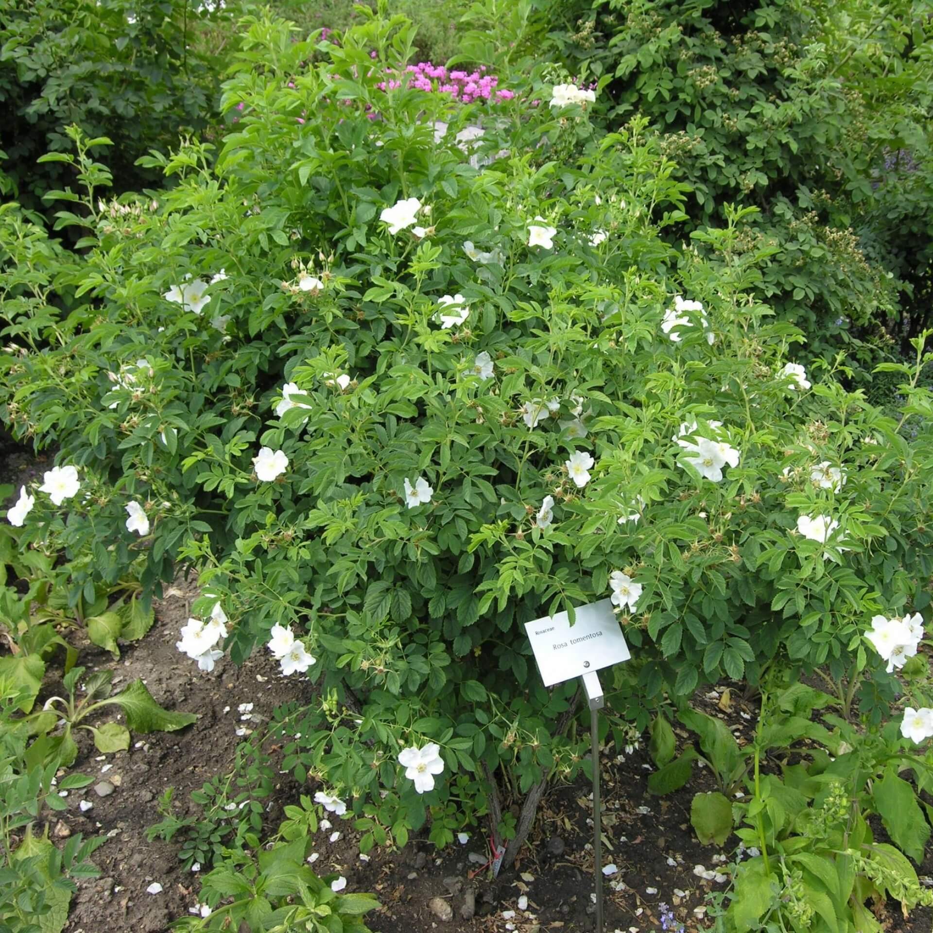 Filz-Rose (Rosa tomentosa)