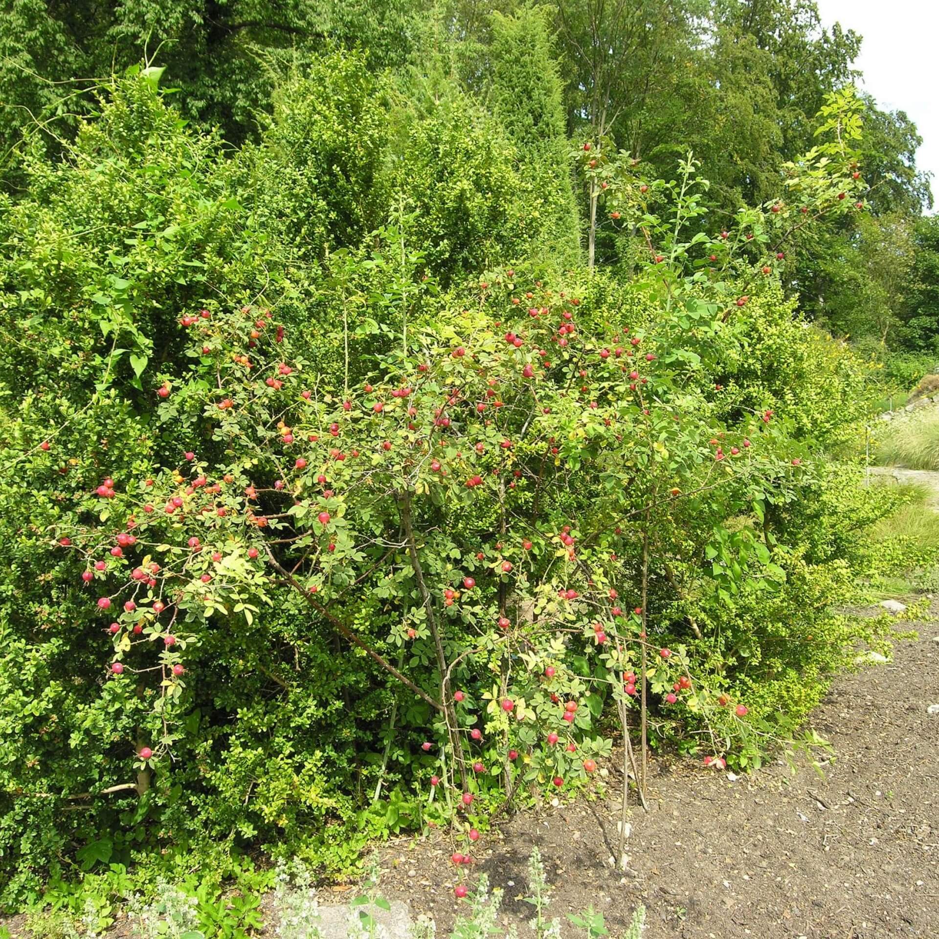 Apfelrose (Rosa villosa)