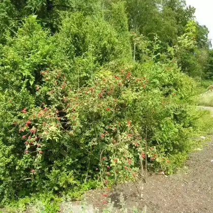 Foto von Apfelrose (Rosa villosa)