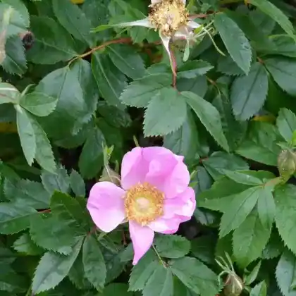 Foto von Virginianische Rose (Rosa virginiana)
