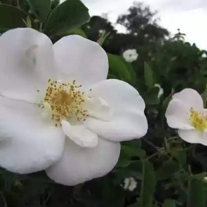Foto von Moschusrose 'Dupontii' (Rosa x dupontii)