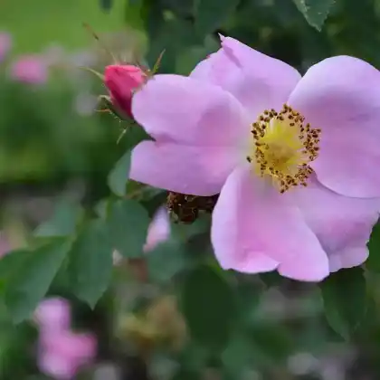 Foto von Rose Hibernica (Rosa x hibernica)
